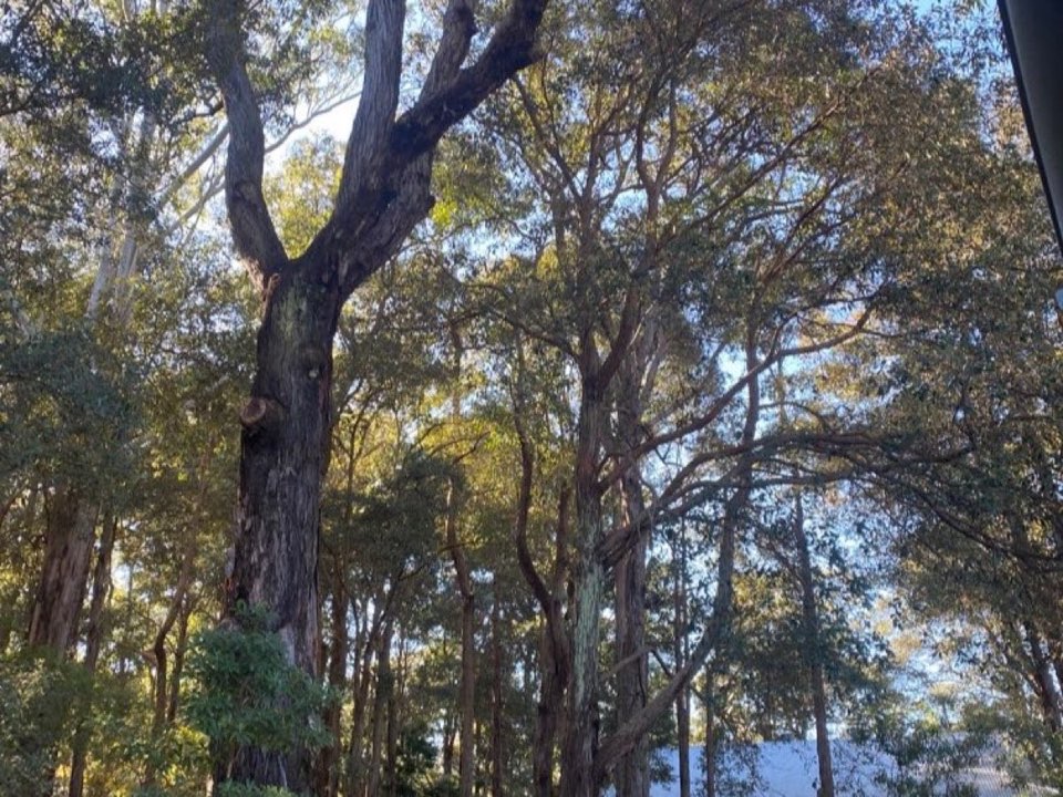 Mature trees in a Hertfordshire parkland setting due for routine re-inspection