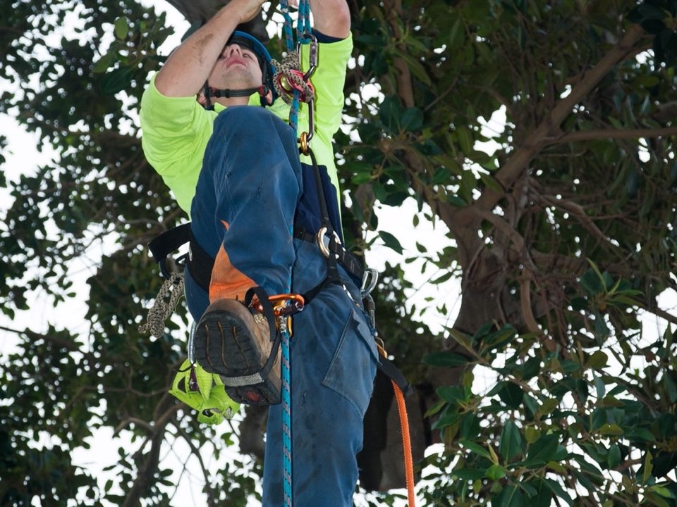 Qualified arborist working in a mature tree during an Enviro Trees UK survey in Hertfordshire
